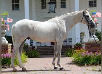 Altri cavalli a sangue caldo, Castrone, 14 Anni, 168 cm, Grigio
