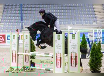 Altri cavalli a sangue caldo, Castrone, 14 Anni, 168 cm, Morello