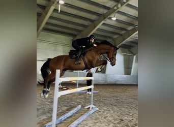 Altri cavalli a sangue caldo, Castrone, 14 Anni, 173 cm, Baio