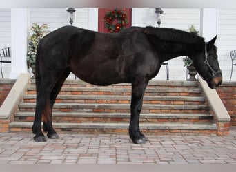 Altri cavalli a sangue caldo, Castrone, 14 Anni, 173 cm, Morello