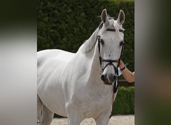 Altri cavalli a sangue caldo, Castrone, 14 Anni, Grigio