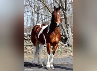 Altri cavalli a sangue caldo, Castrone, 15 Anni, 157 cm, Tobiano-tutti i colori