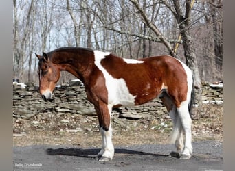 Altri cavalli a sangue caldo, Castrone, 15 Anni, 157 cm, Tobiano-tutti i colori
