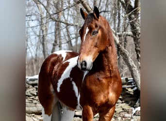Altri cavalli a sangue caldo, Castrone, 15 Anni, 157 cm, Tobiano-tutti i colori