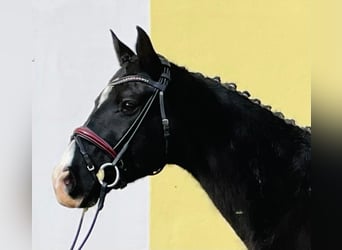 Altri cavalli a sangue caldo, Castrone, 15 Anni, 166 cm, Morello