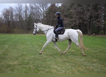 Altri cavalli a sangue caldo, Castrone, 15 Anni, 170 cm, Grigio
