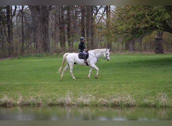 Altri cavalli a sangue caldo, Castrone, 15 Anni, 170 cm, Grigio