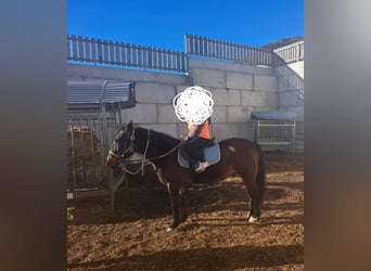 Altri cavalli a sangue caldo, Castrone, 16 Anni, 143 cm