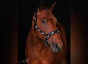 Altri cavalli a sangue caldo, Castrone, 16 Anni, 157 cm, Baio