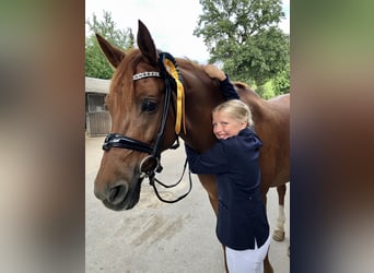 Altri cavalli a sangue caldo, Castrone, 16 Anni, 158 cm, Sauro