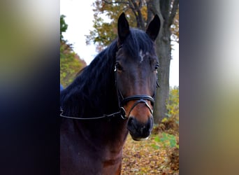 Altri cavalli a sangue caldo, Castrone, 16 Anni, 160 cm, Baio scuro
