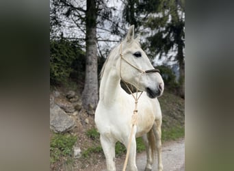 Altri cavalli a sangue caldo, Castrone, 17 Anni, 163 cm, Grigio