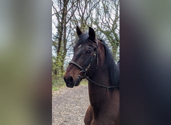 Altri cavalli a sangue caldo, Castrone, 17 Anni, 171 cm, Baio