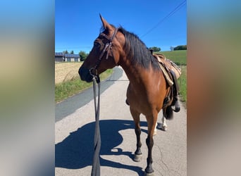 Altri cavalli a sangue caldo, Castrone, 18 Anni, 150 cm, Baio