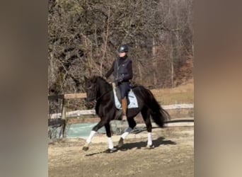 Altri cavalli a sangue caldo, Castrone, 18 Anni, 157 cm, Morello