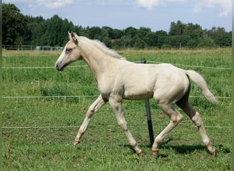 Altri cavalli a sangue caldo, Castrone, 1 Anno, 167 cm, Palomino