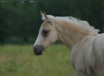 Altri cavalli a sangue caldo, Castrone, 1 Anno, 167 cm, Palomino