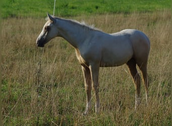 Altri cavalli a sangue caldo, Castrone, 1 Anno, 167 cm, Palomino