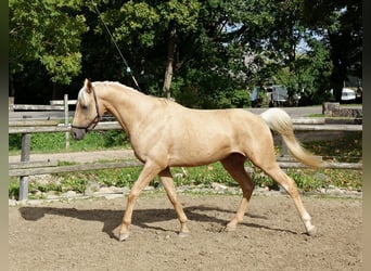 Altri cavalli a sangue caldo, Castrone, 1 Anno, 167 cm, Palomino