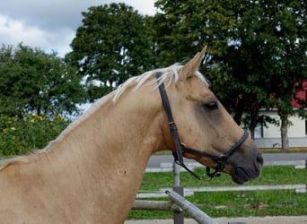 Altri cavalli a sangue caldo, Castrone, 1 Anno, 167 cm, Palomino