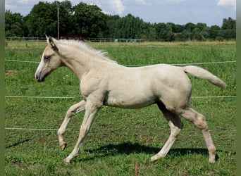 Altri cavalli a sangue caldo, Castrone, 1 Anno, 167 cm, Palomino
