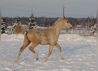 Altri cavalli a sangue caldo, Castrone, 1 Anno, 167 cm, Palomino