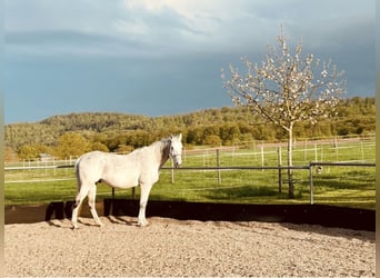 Altri cavalli a sangue caldo, Castrone, 20 Anni, 162 cm, Grigio trotinato