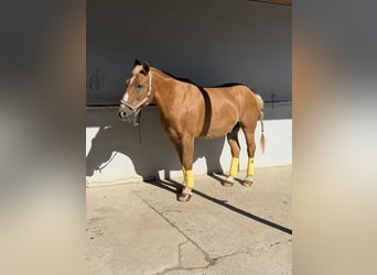 Altri cavalli a sangue caldo, Castrone, 23 Anni, 156 cm, Baio chiaro