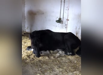 Altri cavalli a sangue caldo, Castrone, 2 Anni, 165 cm, Morello