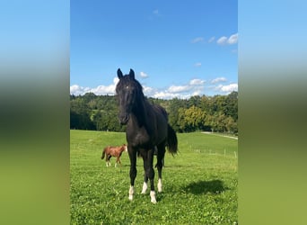 Altri cavalli a sangue caldo, Castrone, 2 Anni, 165 cm, Morello