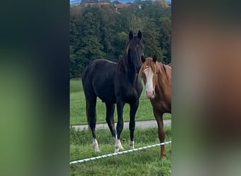 Altri cavalli a sangue caldo, Castrone, 2 Anni, 165 cm, Morello