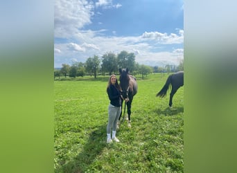 Altri cavalli a sangue caldo, Castrone, 2 Anni, 165 cm, Morello