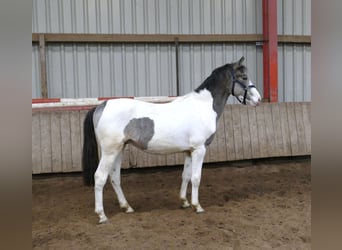 Altri cavalli a sangue caldo, Castrone, 2 Anni, 168 cm, Pezzato