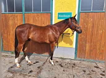 Altri cavalli a sangue caldo, Castrone, 2 Anni, 170 cm, Baio