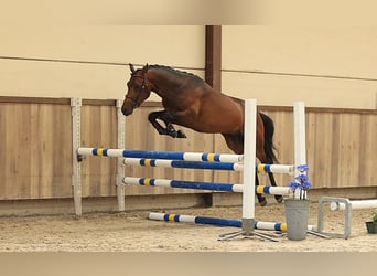 Altri cavalli a sangue caldo, Castrone, 3 Anni, 145 cm, Baio scuro