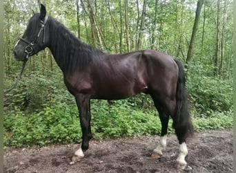 Altri cavalli a sangue caldo, Castrone, 3 Anni, 154 cm, Morello
