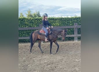 Altri cavalli a sangue caldo, Castrone, 3 Anni, 155 cm, Baio
