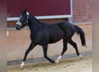 Altri cavalli a sangue caldo, Castrone, 3 Anni, 155 cm, Morello