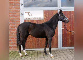 Altri cavalli a sangue caldo, Castrone, 3 Anni, 155 cm, Morello