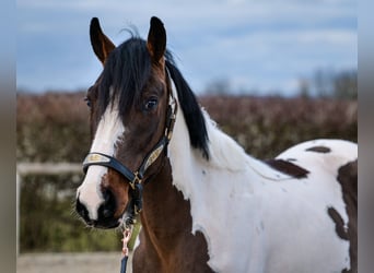 Altri cavalli a sangue caldo, Castrone, 3 Anni, 155 cm, Pezzato