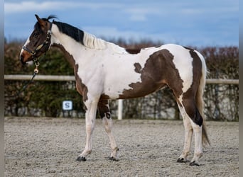 Altri cavalli a sangue caldo, Castrone, 3 Anni, 155 cm, Pezzato