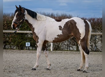 Altri cavalli a sangue caldo, Castrone, 3 Anni, 155 cm, Pezzato