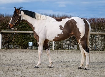 Altri cavalli a sangue caldo, Castrone, 3 Anni, 155 cm, Pezzato