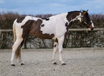 Altri cavalli a sangue caldo, Castrone, 3 Anni, 155 cm, Pezzato