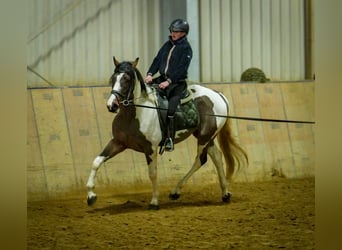 Altri cavalli a sangue caldo, Castrone, 3 Anni, 155 cm, Pezzato