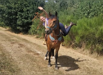 Altri cavalli a sangue caldo, Castrone, 3 Anni, 159 cm, Baio