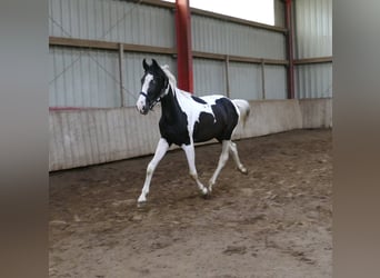 Altri cavalli a sangue caldo, Castrone, 3 Anni, 162 cm, Pezzato