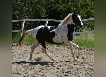 Altri cavalli a sangue caldo, Castrone, 3 Anni, 162 cm, Pezzato