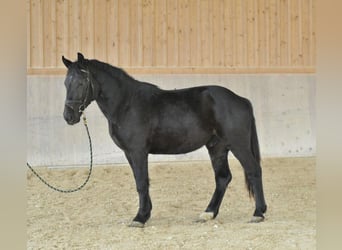 Altri cavalli a sangue caldo, Castrone, 3 Anni, 163 cm, Morello