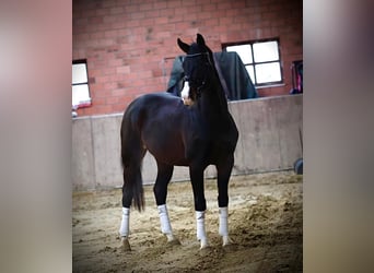 Altri cavalli a sangue caldo, Castrone, 3 Anni, 165 cm, Morello